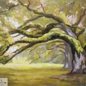 Louisiana Oak Trees