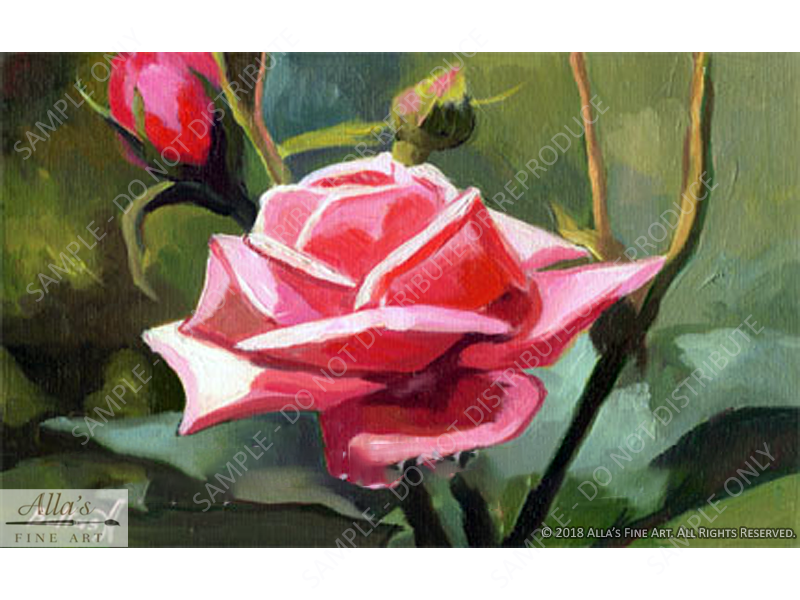 Beautiful Pink Rose