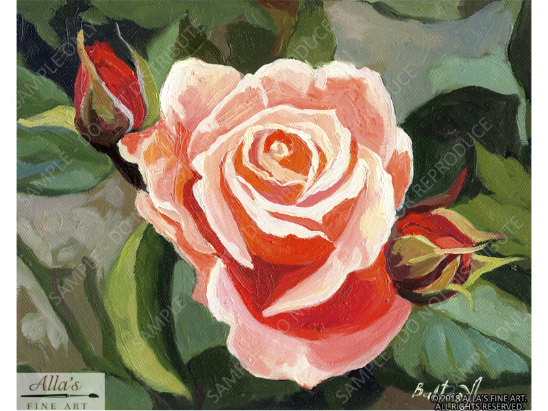 Pink Rose with Red Rose Buds