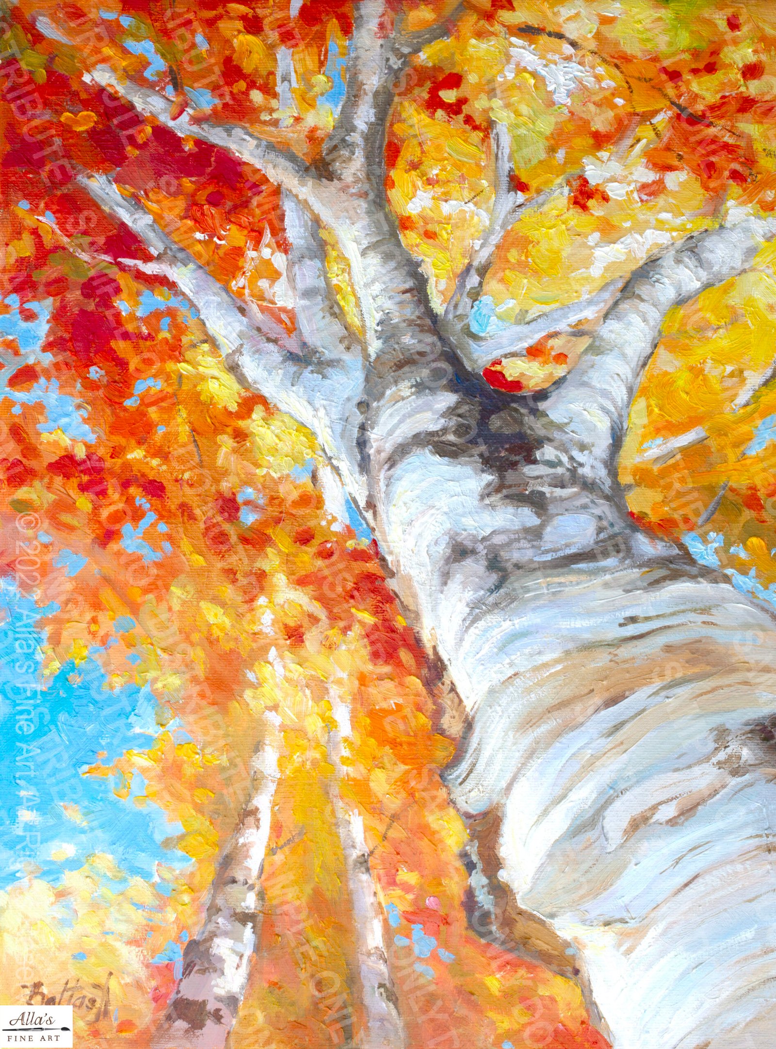 Aspen  tree in fall