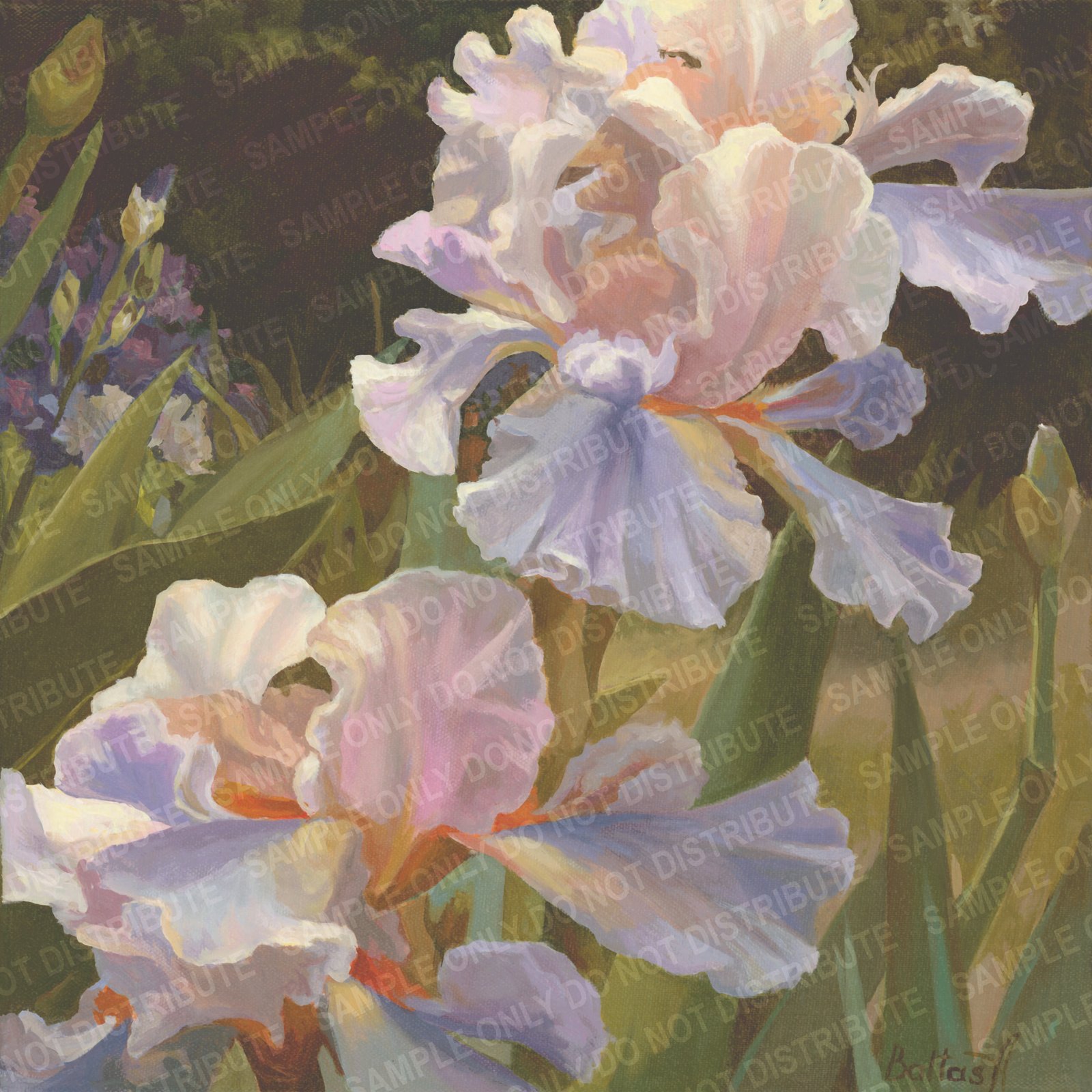 lavander  irises