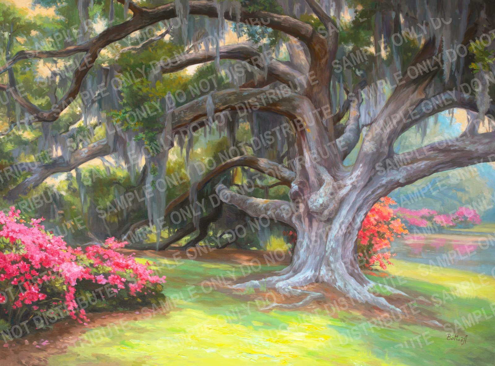 Azalea oak
