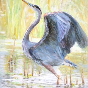 GRAET BLUE HERON