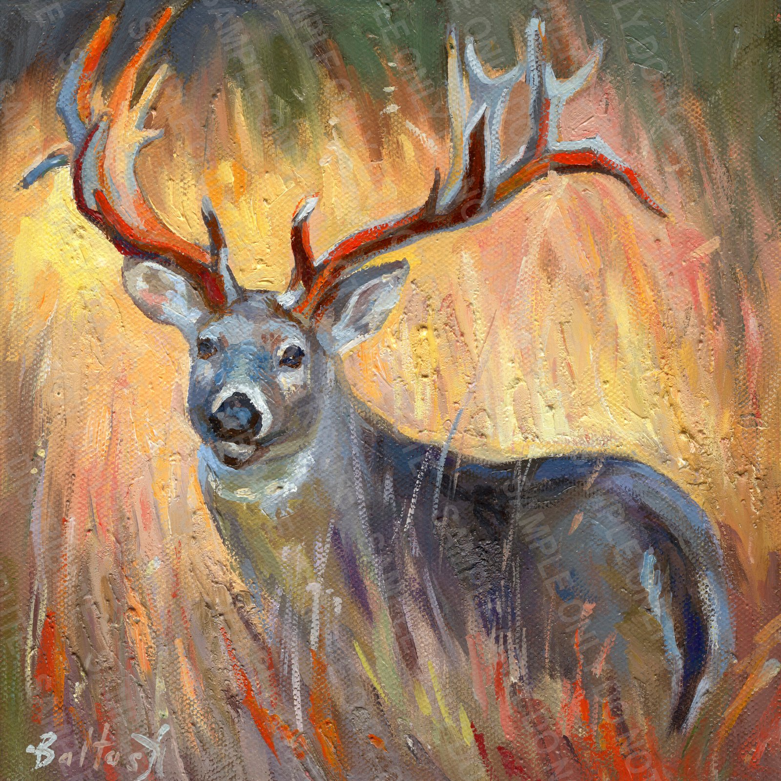 Deer