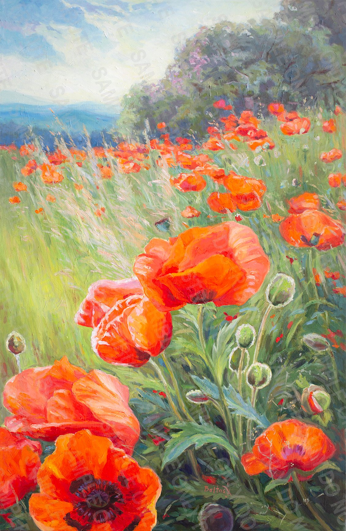 Valley poppies