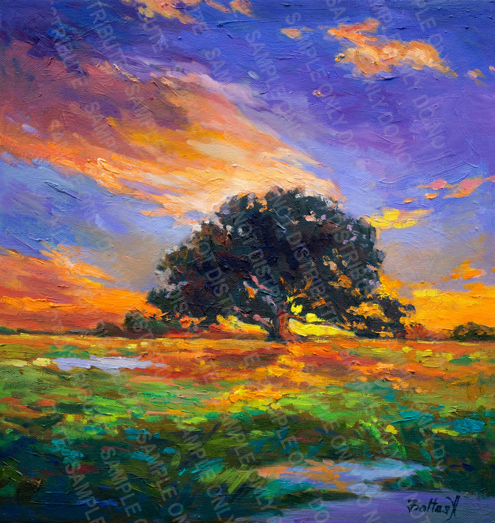 Sunset oak