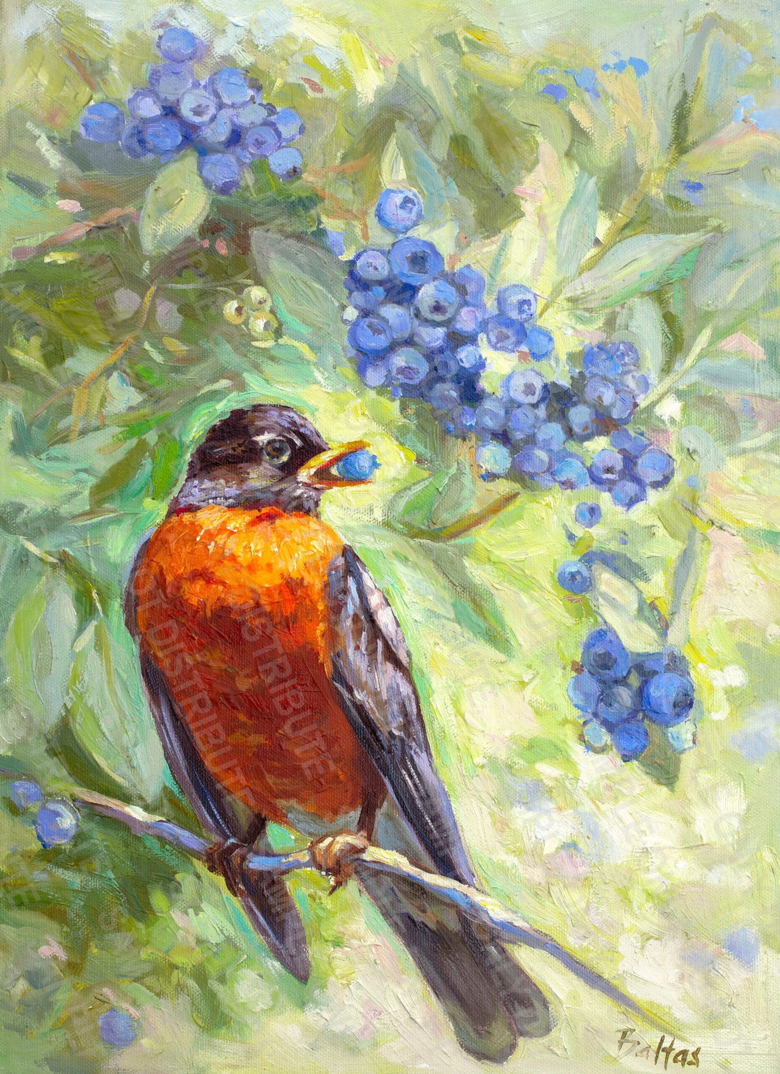 Blueberry picker Robin