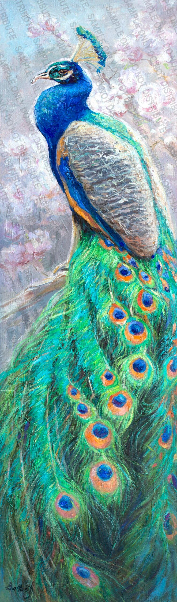 PEACOCK  14x50