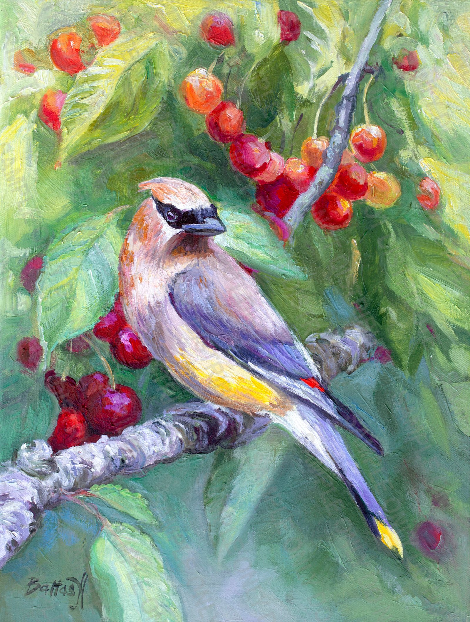 CEDAR WAXWING